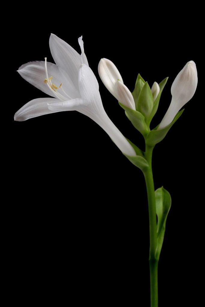 White lily flower